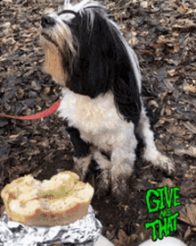 a black and white dog is looking at a piece of bread with the words give me that on the bottom