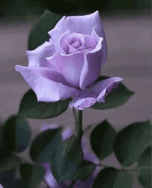 a close up of a purple rose with green leaves on a bush .