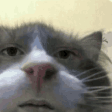 a close up of a gray and white cat looking at the camera .