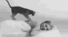 a black and white photo of a woman laying on a bed with a cat sitting on her back .