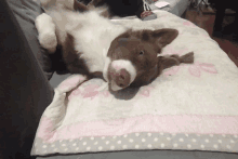 a brown and white dog is laying on a pink and gray polka dot blanket