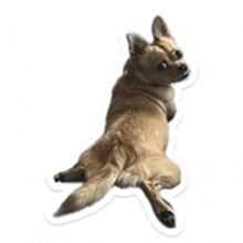 a brown chihuahua dog is laying down on its back on a white background .