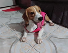 a brown and white dog wearing a pink shirt is laying on the floor