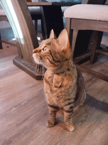 a cat wearing a collar with a cross on it looks up at something