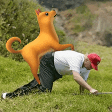 a man in a red hat is kneeling down in the grass with an orange dog on his back