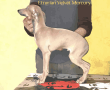 a man is holding a small dog with the name etrurian velvet mercury written above it