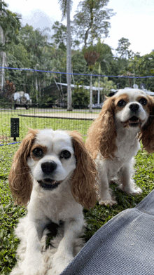 two cocker spaniel dogs are laying in the grass and looking at the camera