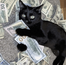 a black cat is laying on a pile of money with twenty dollar bills