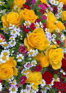 a bunch of yellow roses surrounded by red and white flowers