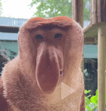 a close up of a monkey 's face with a play button in the corner