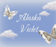 alaska violet written on a blue background with two butterflies