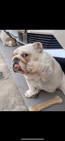 a dog with a bone in its mouth is laying on the sidewalk in front of a car