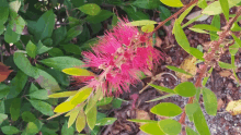 a pink flower is surrounded by green leaves and dirt