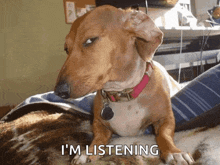 a dachshund laying on a blanket with the words i 'm listening behind it