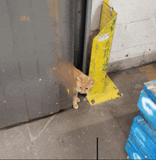 a cat is standing in a doorway next to a yellow pole that says ' safety ' on it