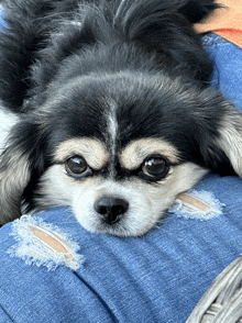 a small black and white dog is laying down on a person 's lap