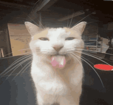 a cat sticking its tongue out and looking at the camera