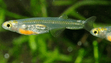 two small fish are swimming in a tank with green plants