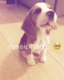 a small brown and white dog is sitting on a wooden floor with the words missionary written on the bottom