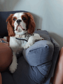 a cavalier king charles spaniel is laying on a pillow on a couch