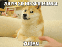 a dog laying on a couch with a foreign language caption