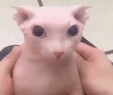 a person is holding a hairless cat in their hands and it is looking at the camera .