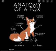 a diagram of the anatomy of a fox with various parts labeled