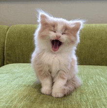 a kitten yawning on a green couch with its mouth open