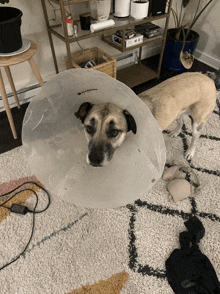 a dog wearing a plastic cone that says safeway