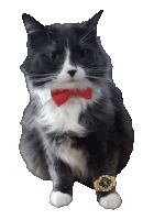 a cat wearing a red bow tie and a watch