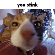 a close up of a cat 's face with the words you stink below it