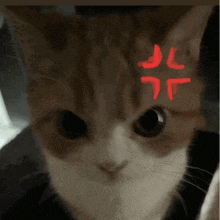 a close up of a cat 's face with a red jl written on its forehead