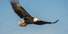 a bald eagle is flying in a blue sky .