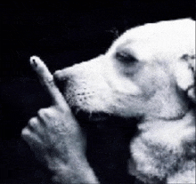 a white dog is giving the middle finger in a black and white photo