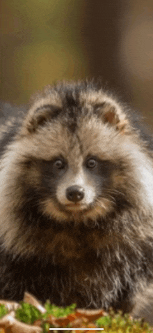 a close up of a raccoon 's face looking at the camera