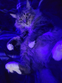 a fluffy cat laying on its back under a purple light