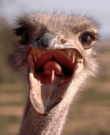 a close up of an ostrich 's mouth with its beak open