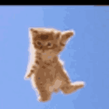 a kitten is flying through the air with its arms outstretched .