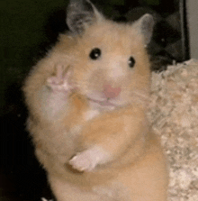 a hamster is waving its paw at the camera while standing on its hind legs .