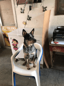 a dog is sitting in a chair in front of a keep walking sign