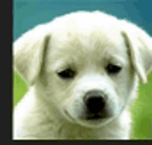 a close up of a white puppy 's face with a green background