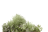 a bunch of plants with white flowers and green leaves on a white background