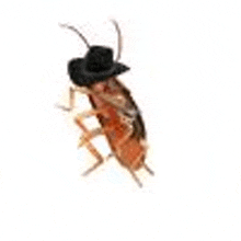 a cockroach wearing a black hat is flying in the air on a white background .