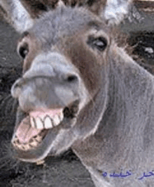 a close up of a donkey with its mouth open and its teeth showing .