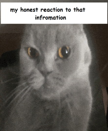 a picture of a cat with a caption that says my honest reaction to that information