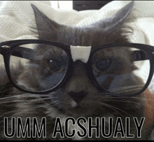 a cat wearing glasses and a bandage on its nose says umm acshualy