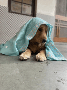 a dog is laying under a blue cloth