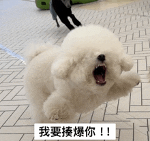 a small white dog with its mouth open and a sign that says ' i ' on it