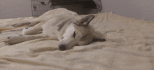 a husky dog is sleeping on a bed with its eyes closed