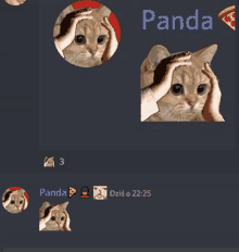 a screenshot of a chat between panda and a person holding a cat 's head